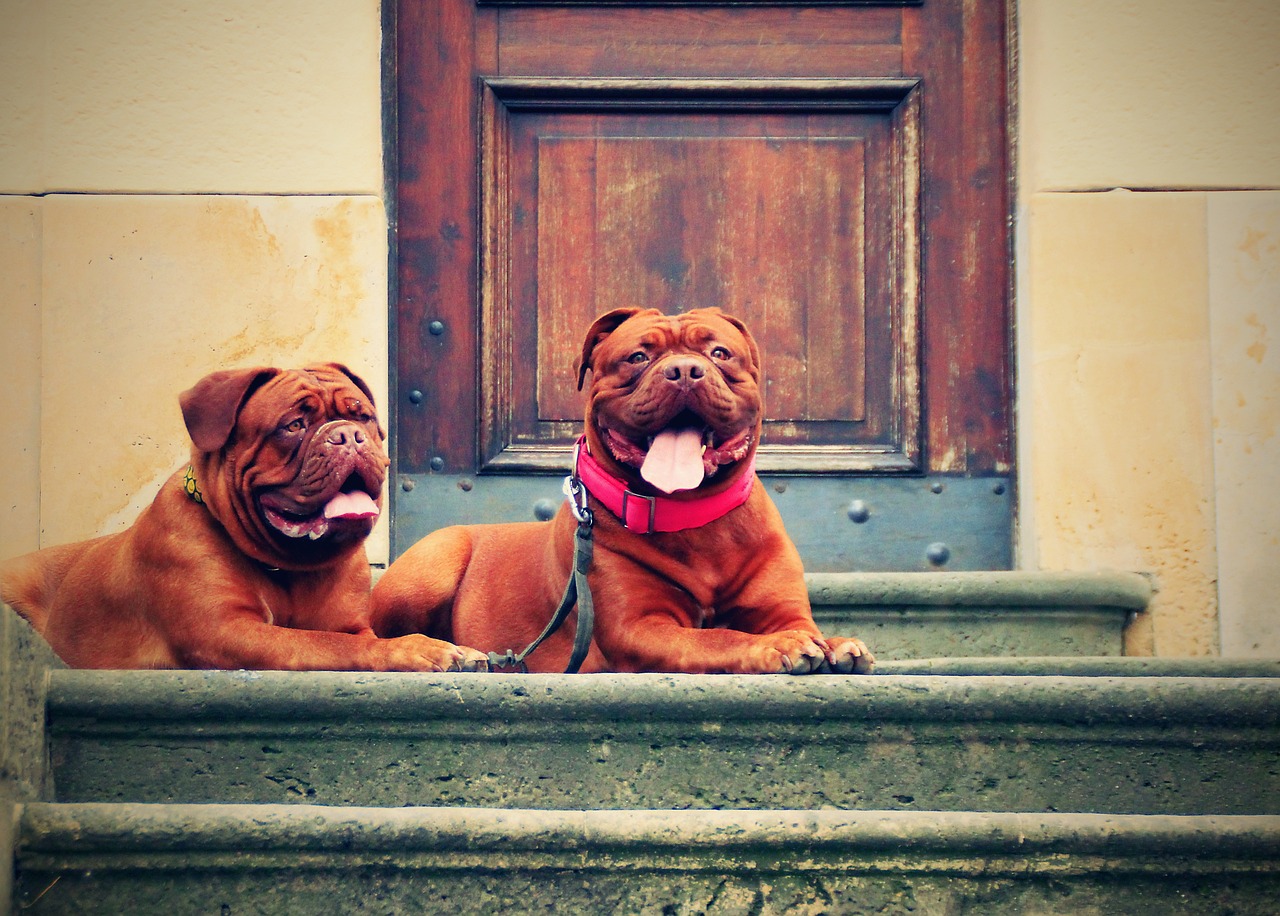 The Unique Features of the Neapolitan Mastiff